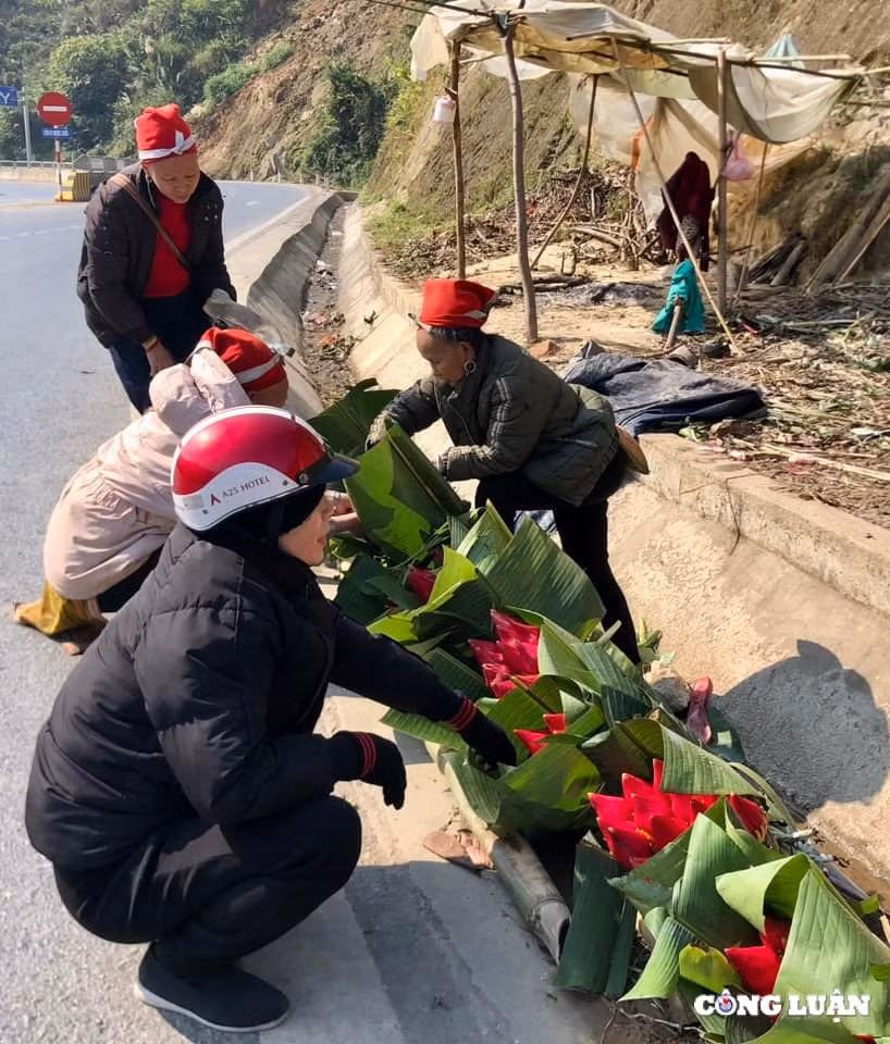 hoa chuoi rung do sa pa ve pho ngay tet hinh 2
