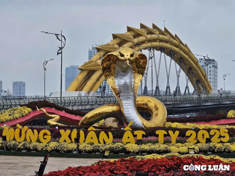 chiem nguong linh vat ran tren duong hoa xuan da nang 2025 hinh 4