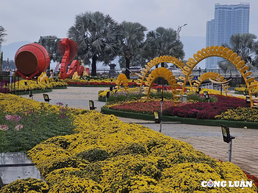 chiem nguong linh vat ran tren duong hoa xuan da nang 2025 hinh 2