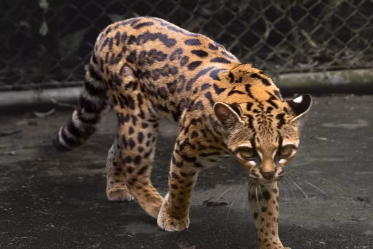 Leopardus tilcayo (hay còn gọi là mèo hổ tilcayo) là một loài mèo hoang dã nhỏ mới được khoa học chính thức mô tả vào tháng 9 /2026, đánh dấu loài thú thuộc họ Mèo đầu tiên được phát hiện và công nhận sau hơn một thế kỷ kể từ năm 1923. Ảnh: CC BY-SA 4.0