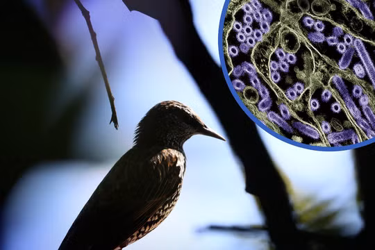 Úc ghi nhận ca nhiễm cúm gia cầm H5N1 đầu tiên