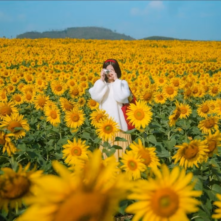 Hoa hướng dương nở rộ khoe sắc dưới ánh nắng