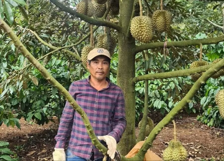 mo-hinh-trong-cay.jpg
