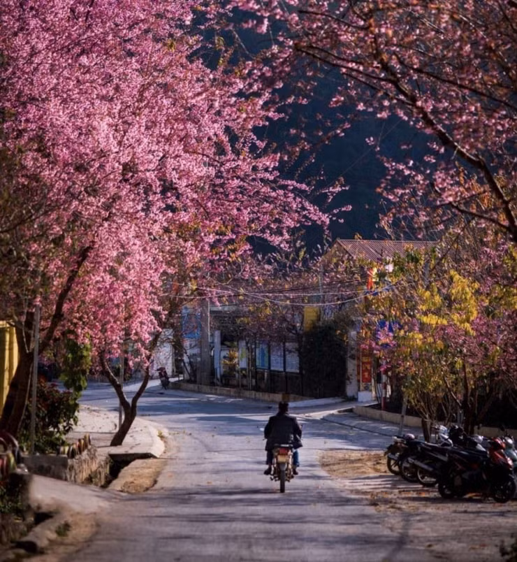 Con đường hoa anh đào tại xã Má Lé