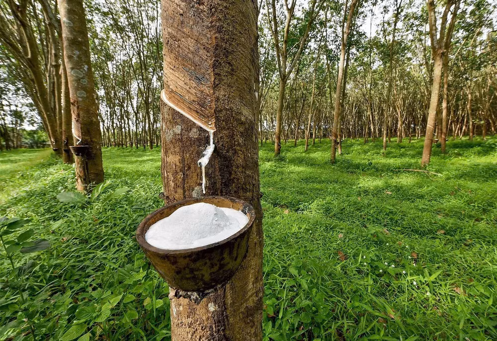 Giá cao su thế giới hôm nay đồng loạt tăng mạnh
