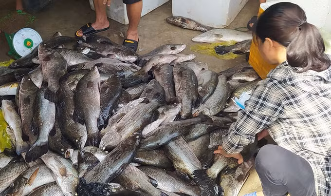 Người dân phường Xuân Lâm vớt cá chết gom bán vớt vát tài sản. Ảnh: Lam Sơn.