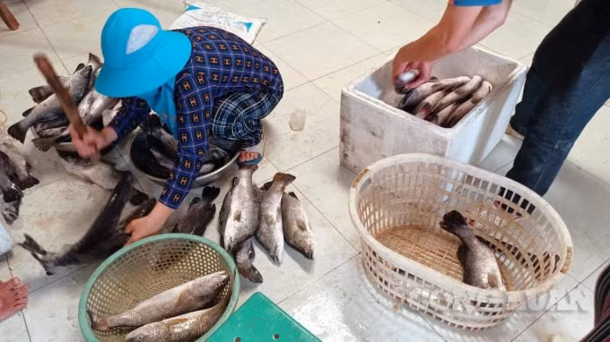 Người dân đã vớt cá cho ướp đá lạnh và nhập cho các đầu mối tiêu thụ để vớt vát vốn đầu tư