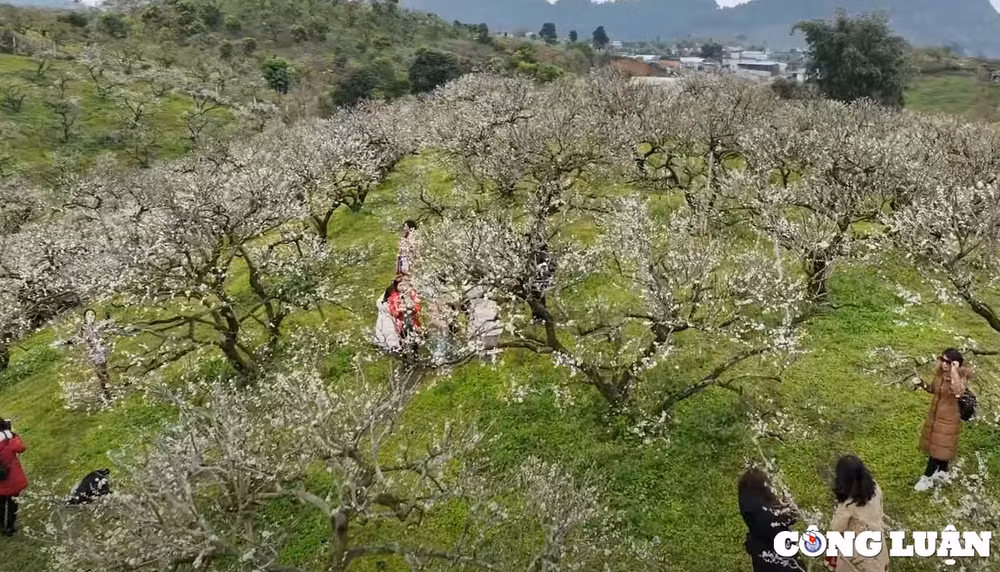 len moc chau ngam mua hoa man no hinh 3