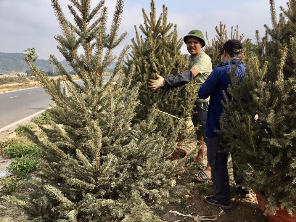 lao cai cay thong tuoi cua nga choi tet noel ban gia phai chang nhung tieu thu cham hinh 1