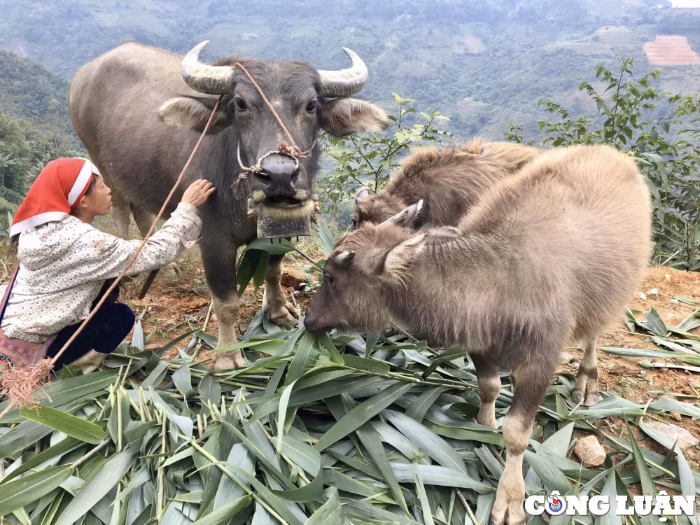 nguoi dan vung cao lao cai so tan dan trau xuong nui tranh ret hai hinh 2