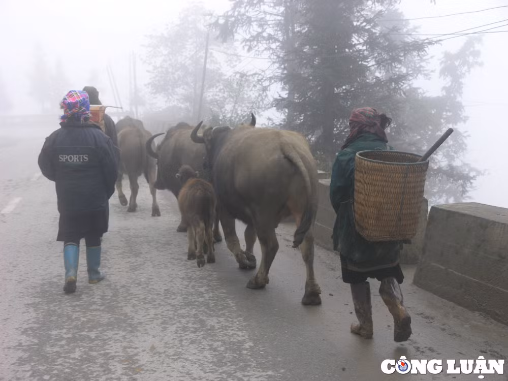 nguoi dan vung cao lao cai so tan dan trau xuong nui tranh ret hai hinh 1