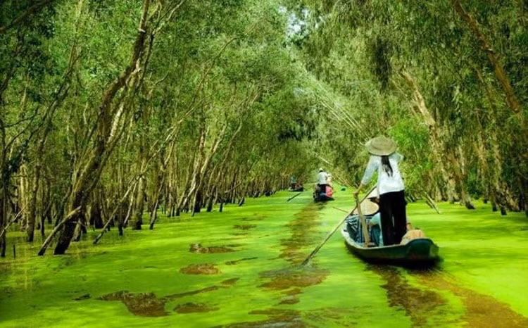 ve an giang kham pha rung tram tra su mua nuoc noi hinh 2