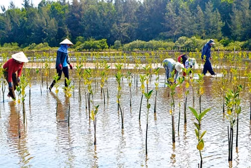 Trồng cây trên dất ngập mặn góp phần chống biến đổi khí hậu. Ảnh TL.
