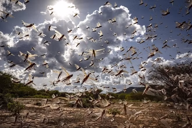 Một đàn châu chấu gần Isiolo, Kenya. Ảnh: FAO/AP.
