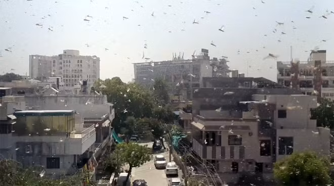 "Bão" châu chấu ở Ấn Độ. Ảnh: TL