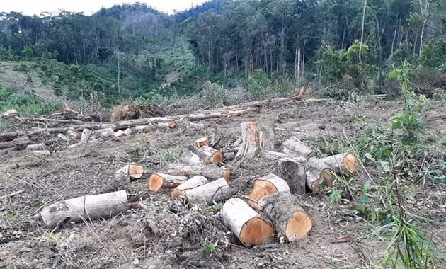 Hiện trường vụ phá rừng lớn ở Lâm Đồng. Ảnh: TL