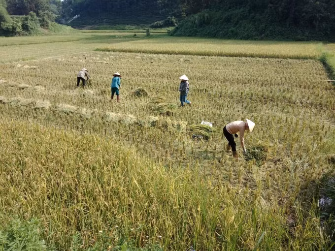 Người nông dân nghĩ ra cách đổi công cho nhau trong lúc khó khăn do mất mùa. Ảnh: Hoàng Ngân