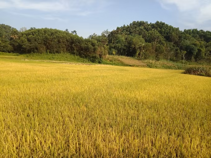 Những cánh đồng lúa đã bắt đầu chín vàng. Ảnh: Hoàng Ngân