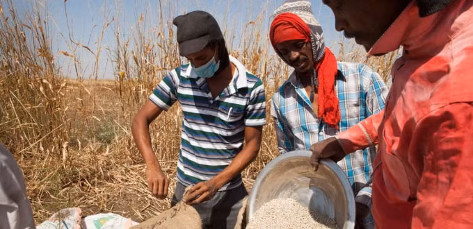 Khủng hoảng lương thực tại châu Phi đang rất trầm trọng. Ảnh: IFAD