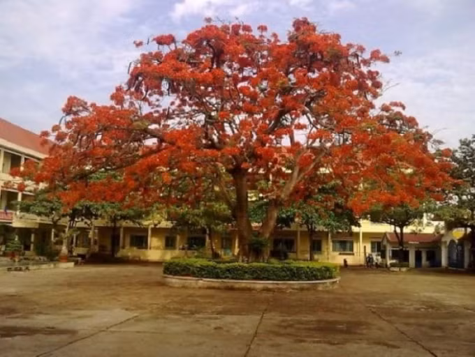 cay-phuong-vi