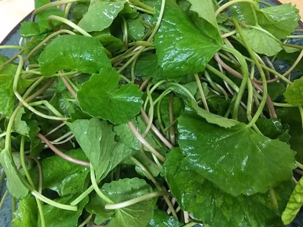 Rau má là loại thảo dược thiên nhiên tốt cho sức khỏe