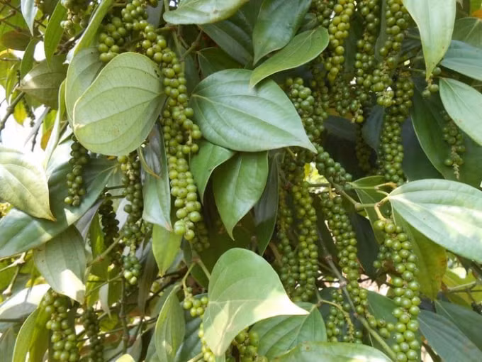 Giá tiêu hôm nay cao nhất ở ngưỡng 55.500 đồng/kg được ghi nhận ở Bà Rịa - Vũng Tàu. Ảnh: TL