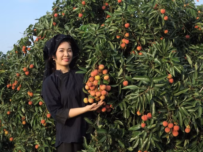 Vải thiều Lục Ngạn hướng đến các thị trường khó tính như EU, Nhật Bản... Ảnh: Bá Đạt