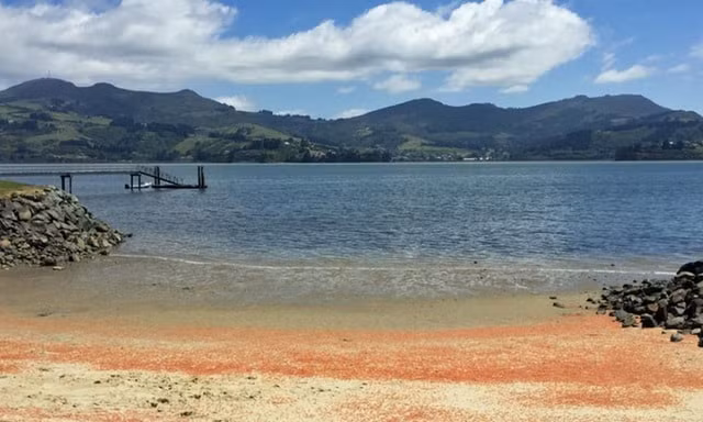 Một đoạn bãi cát ở Otago (New Zealand) chuyển màu đỏ rực bởi xác hàng triệu con tôm hùm phủ kín.