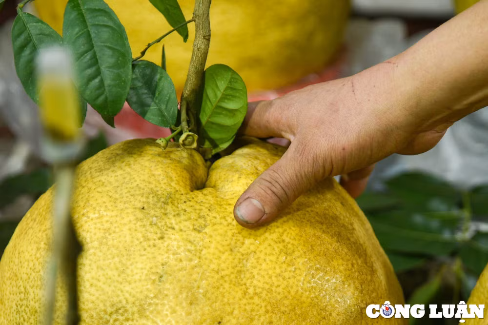 qua bong tu tuyen quang nang toi 10kg hut khach dip can tet 2024 hinh 9