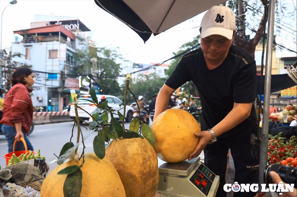 qua bong tu tuyen quang nang toi 10kg hut khach dip can tet 2024 hinh 10