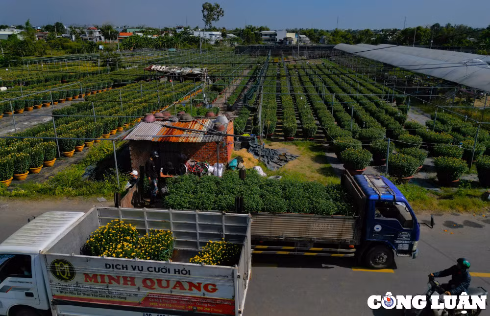 lang hoa lon nhat da nang tat bat nhung ngay giap tet nguyen dan hinh 12