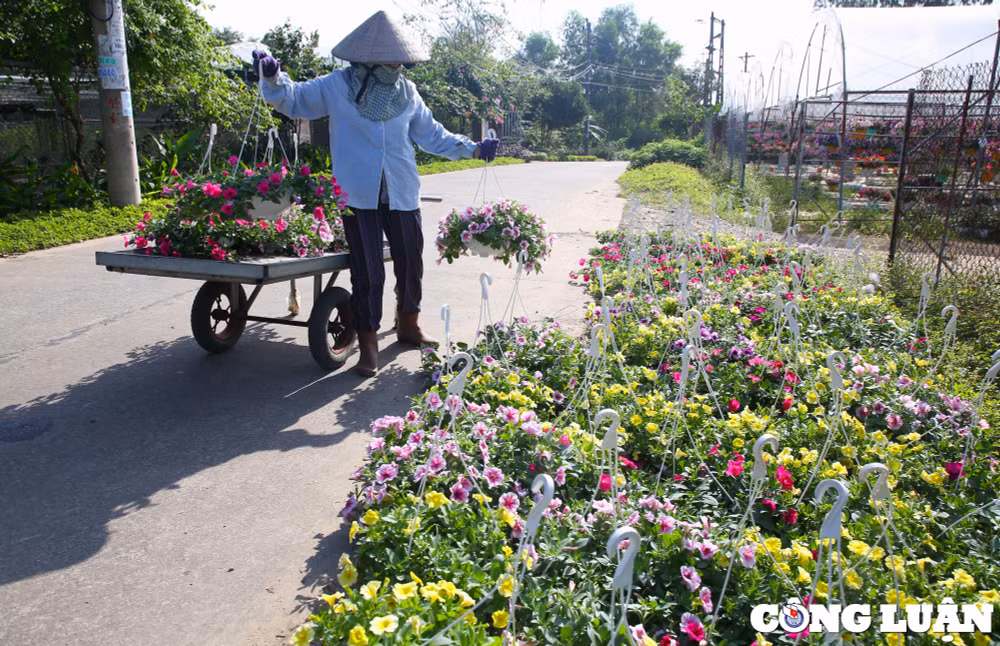 lang hoa lon nhat da nang tat bat nhung ngay giap tet nguyen dan hinh 8