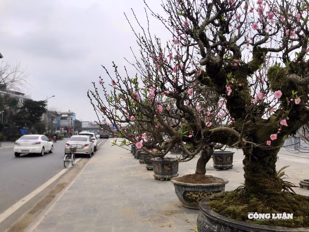 đào cổ thụ 7