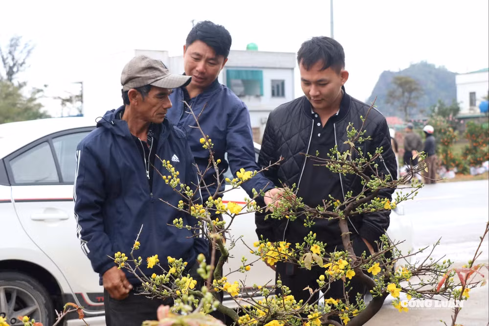 Điểm bán mai Tết của người đàn ông Gia Lai bỗng nhộn nhịp khác thường