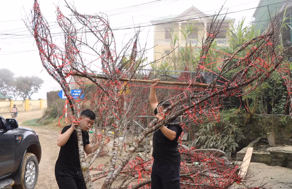 Mặc dù giá khá cao, song đào rừng vẫn được thị trường ưa chuộng