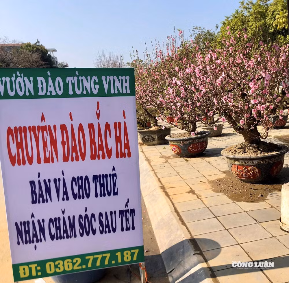 đào cổ thụ 5