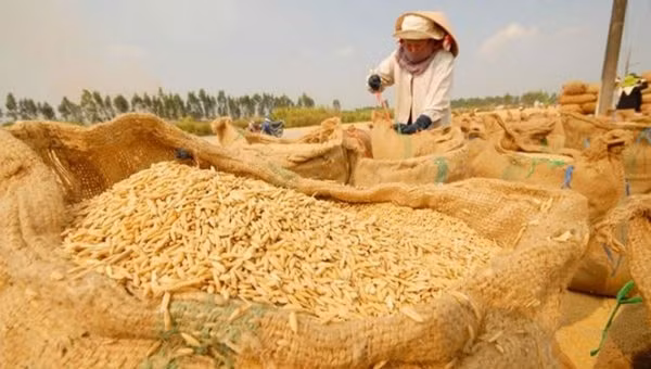Vụ Đông Xuân năm nay, Đồng bằng sông Cửu Long đạt sản lượng 10,8 triệu tấn thóc. Ảnh: TL