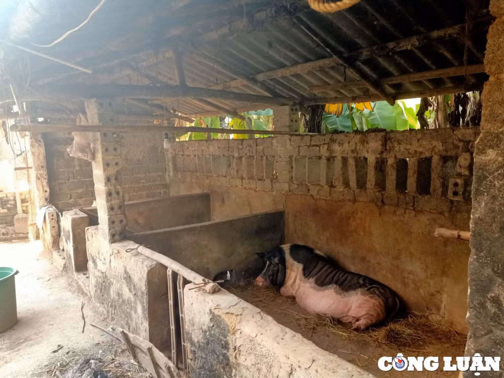trieu son thanh hoa lon om chet bat thuong sau khi nhan lon giong ve nuoi hinh 2