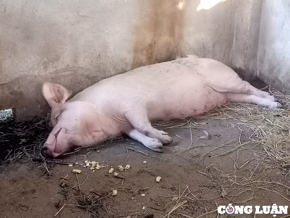 trieu son thanh hoa lon om chet bat thuong sau khi nhan lon giong ve nuoi hinh 1