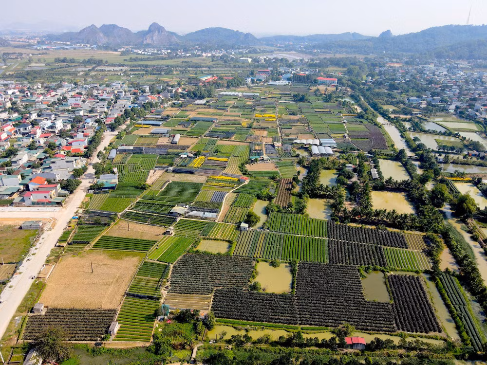 nguoi dan lang hoa lon nhat thanh hoa san sang vu tet nguyen dan 2024 hinh 1