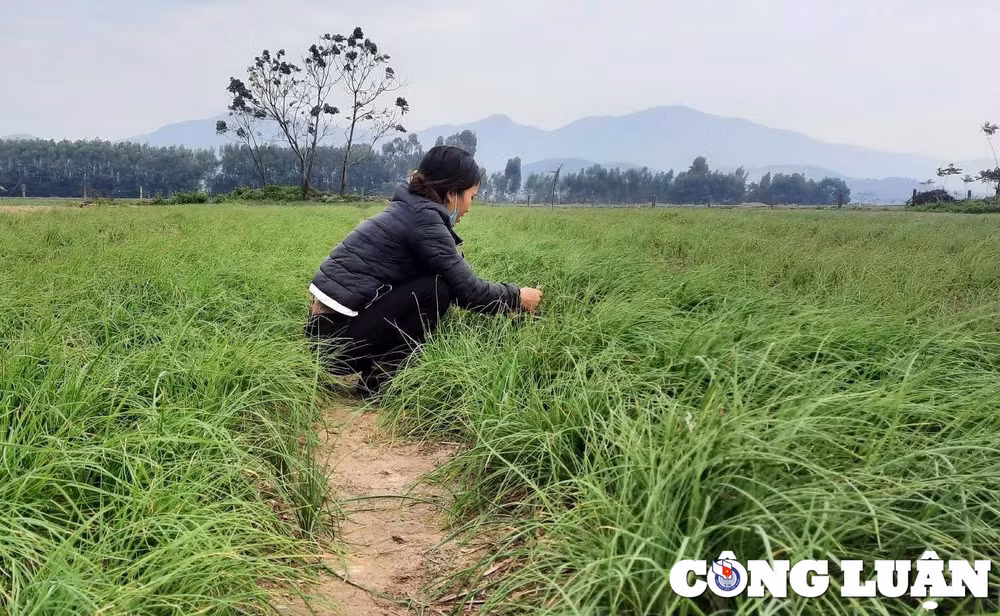 nong dan o vua hanh lon nhat ha tinh phan khoi thu hoach vi duoc gia hinh 10