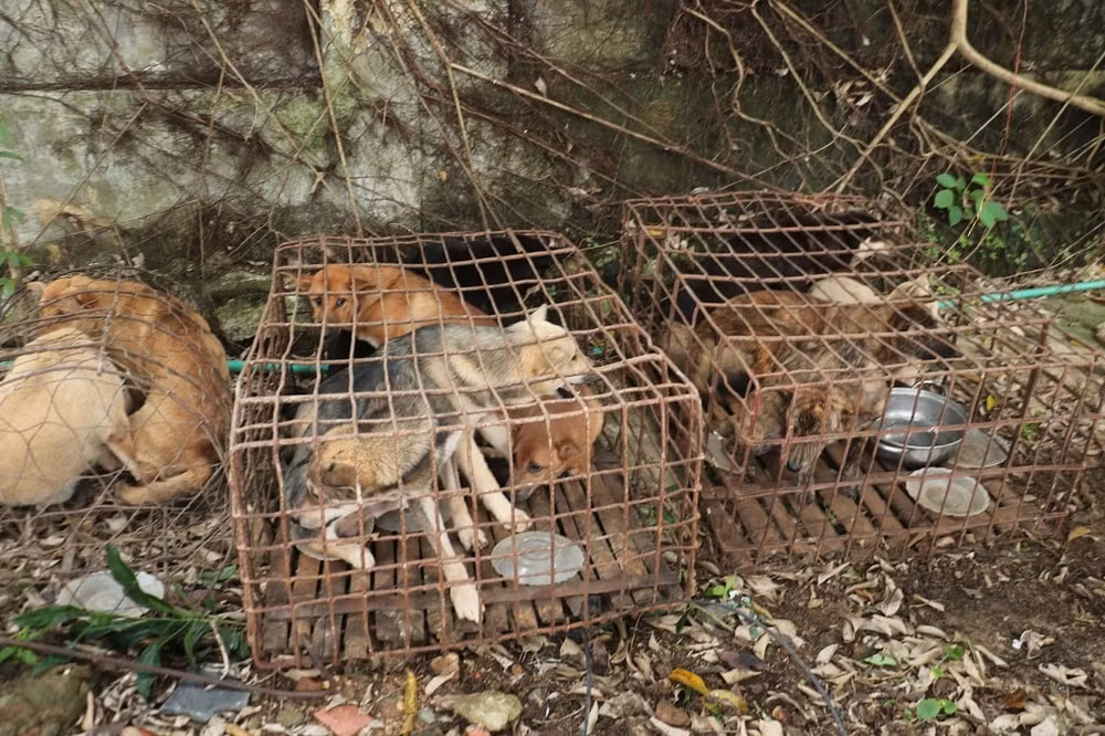 bat o nhom trom cho voi nhieu doi tuong nghien ma tuy o nghe an hinh 3