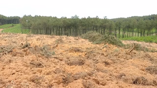 nguyen chu tich ubnd xa o quang binh bi ky luat vi pha rung hinh 1