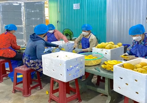 vuot bien co 9x khoi nghiep san xuat thuong hieu ruou trai cay nang tam nong san viet hinh 2