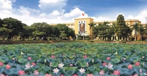 nhung dam sen dep quanh ha noi nhat dinh ban phai check in trong he nay hinh 6