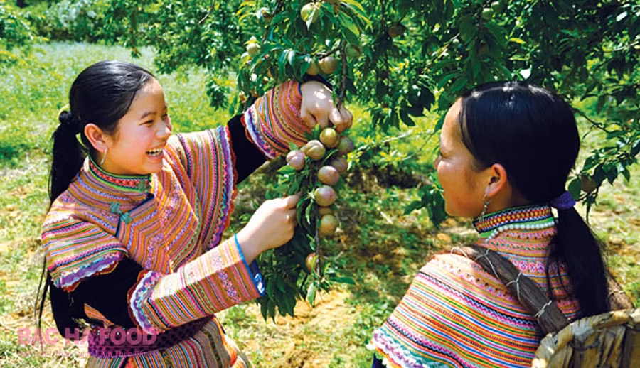 lao cai giap tet doan ngo man dac san tam hoa bac ha dang duoc ban gia cao hinh 1