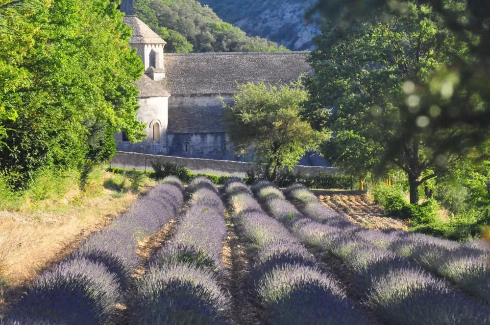 Những cánh đồng oải hương ở Provence