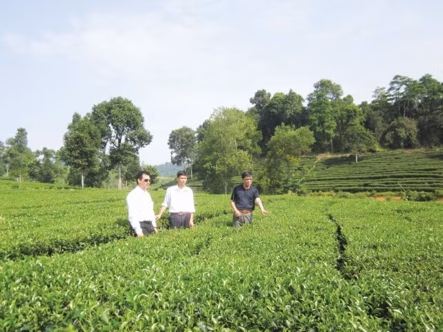 Giám đốc Võ Thanh Hải cùng P. Tổng Giám đốc Công ty Phân bón Việt - Nhật và GĐ Xí nghiệp Chè Hạnh Lâm Nghệ An, kiểm tra độ phát triển của cây Chè.