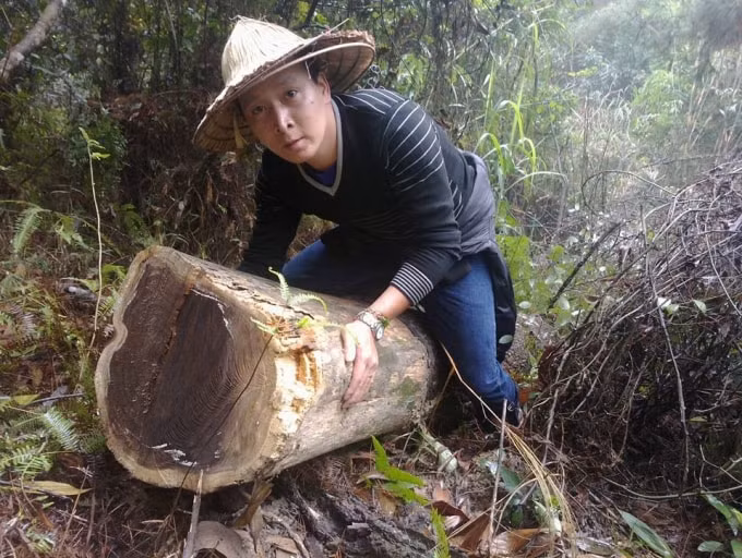 Nhà báo Nguyễn Quán Tuấn, bút danh Thành Vinh trong một lần nhập vai tác nghiệp về tình trạng phá rừng.