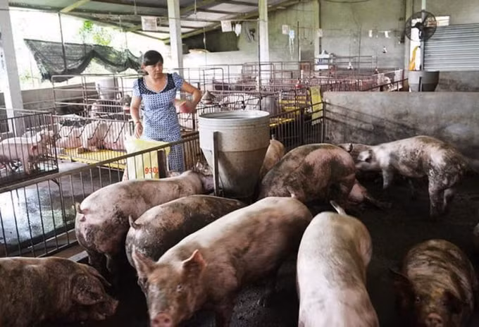 Đề xuất hỗ trợ lợn giống cụ kỵ, ông bà tại các cơ sở sản xuất lợn giống lên 500 nghìn đồng/con (Ảnh TL)